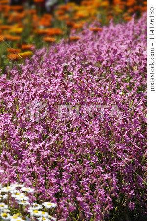 Bright pink Silene flowers blooming in the spring garden in April 114126130