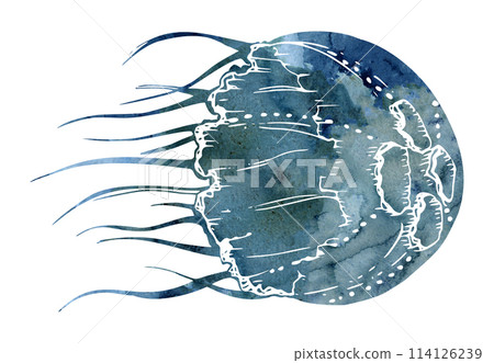 Watercolor and ink hand drawn marine life, sea ocean underwater creatures. fish, shells algae seaweed. Single object illustration, stylized, isolated on white. Zoo shop, aquarium, cosmetics, resort 114126239