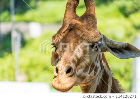Cute giraffe living in the zoo 114126271