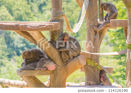 住在動物園裡的猴子一家人 住在動物園裡的猴子一家人 114126290