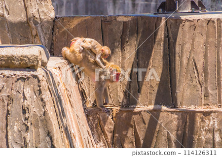 Japanese macaque walking with a child on its back 114126311
