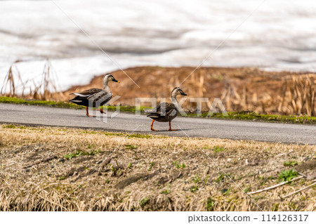 April's Spot-billed Ducks - Watch Out When Crossing April's Spot-billed Ducks - Watch Out When Crossing 114126317
