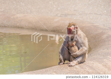 A mother and child monkey sitting by the water A mother and child monkey sitting by the water 114126319