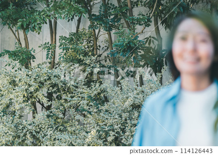 小花園裡的灌木 114126443