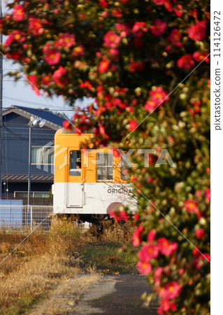 Sasanqua and Omi Railway Omi Railway 2024 Winter 1 114126472