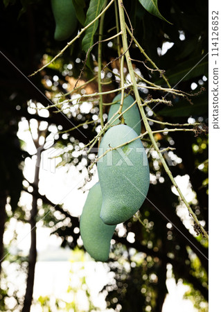 Tree with green mango fruit in the garden. A bunch of mango with blur leaf background. Tree with green mango fruit in the garden. A bunch of mango with blur leaf background. 114126852