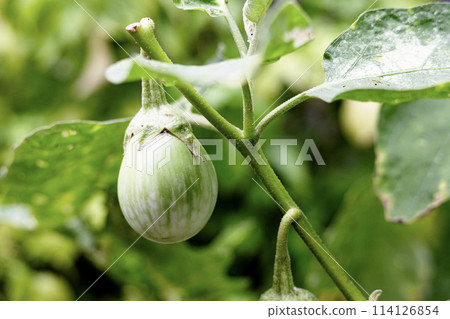 Thai Eggplant on the tree. Fresh Thai eggplants in the organic farm 114126854