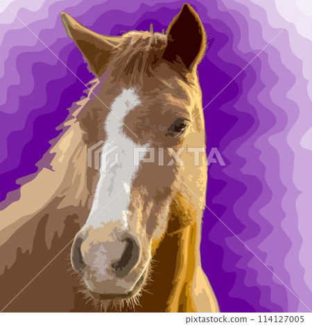 animal, equine, pony 114127005