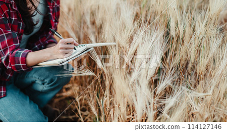 Agricultural scientist is deeply engrossed in taking notes while conducting a thorough examination of wheat crop in a sprawling field. 114127146