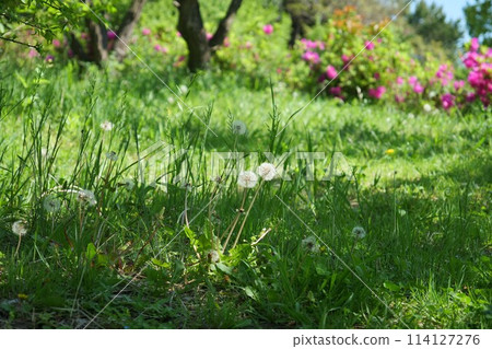 Scenery of Kasai Rinkai Park Scenery of Kasai Rinkai Park 114127276