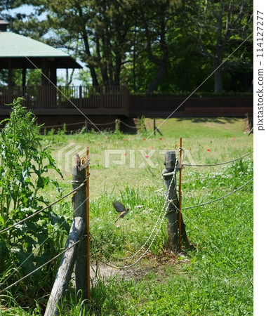 Scenery of Kasai Rinkai Park Scenery of Kasai Rinkai Park 114127277