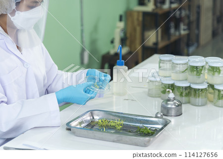 Biochemistry asian Scientist women working plants tissue culture biotechnology in science lab. Biotech Laboratory asian woman look at Glass Petri Dish, plants tissue culture jar. Biosynthesis process 114127656