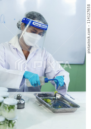 Biochemistry asian Scientist women working plants tissue culture biotechnology in science lab. Biotech Laboratory asian woman look at Glass Petri Dish, plants tissue culture jar. Biosynthesis process Biochemistry asian Scientist women working plants tissue culture biotechnology in science lab. Biotech Laboratory asian woman look at Glass Petri Dish, plants tissue culture jar. Biosynthesis process 114127658