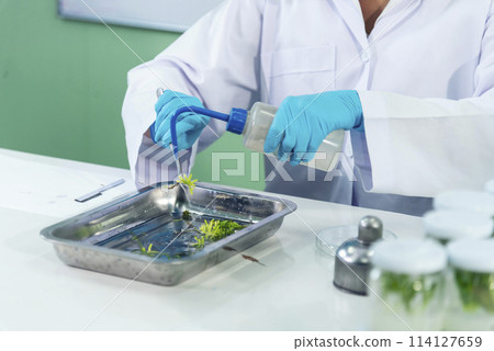 Biochemistry asian Scientist women working plants tissue culture biotechnology in science lab. Biotech Laboratory asian woman look at Glass Petri Dish, plants tissue culture jar. Biosynthesis process 114127659