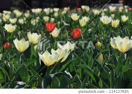 Early-blooming tulip fields at Saitama City Hananooka Park 114127685