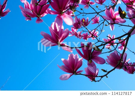 Pink magnolia flowers blooming on magnolia tree branches Magnolia soulangeana 114127817
