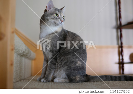 A beautiful gray British cat with a silver tabby color sits on a table against a gray wall and colored curtains and looks out the window 114127992