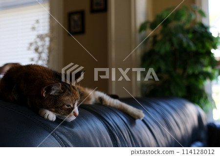 Graceful old cat on the sofa at home 114128012