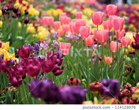 四月盛開的色彩繽紛的鬱金香 114128076