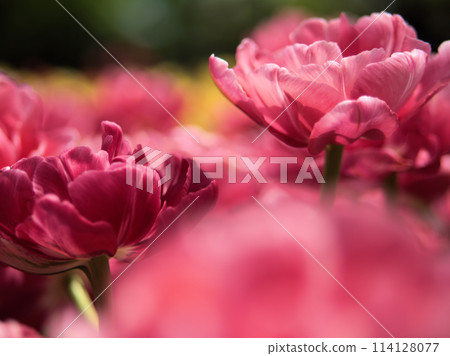 Colorful tulips blooming in April: "Wedding Gift" 114128077