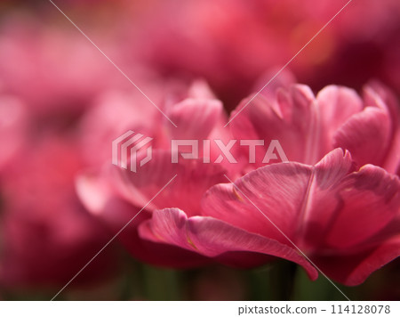 Colorful tulips blooming in April: "Wedding Gift" Colorful tulips blooming in April: "Wedding Gift" 114128078