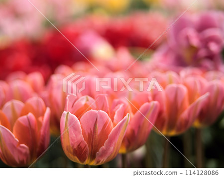 Colorful tulips blooming in April Colorful tulips blooming in April 114128086
