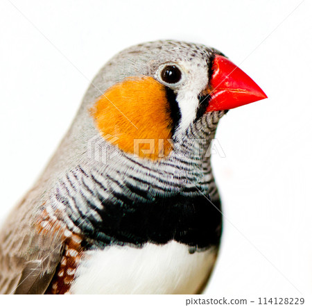 Zebra Finch 114128229