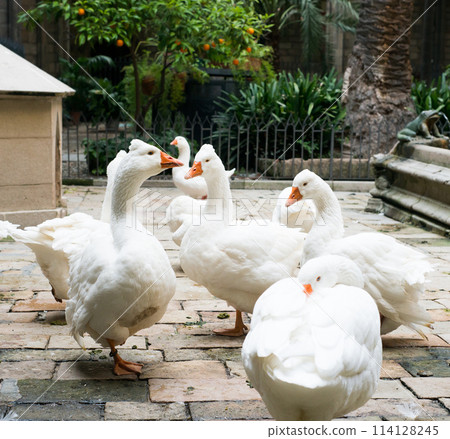 Geese in Cathedral of Saint Eulalia 114128245