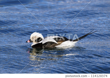 灰鴨男 灰鴨男 114128374