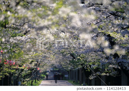 辰巳之森綠道公園的櫻花樹（東京都江東區） 114128413