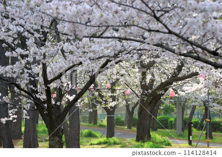 辰巳之森綠道公園的櫻花樹（東京都江東區） 114128414