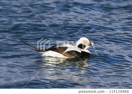 Male Common Duck Male Common Duck 114128468