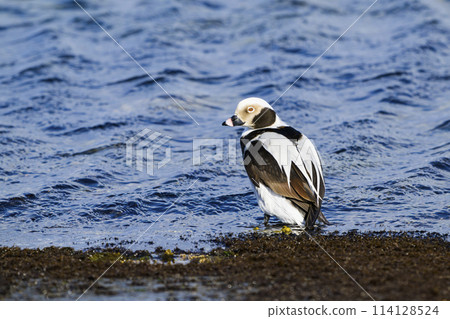 Male Common Duck 114128524