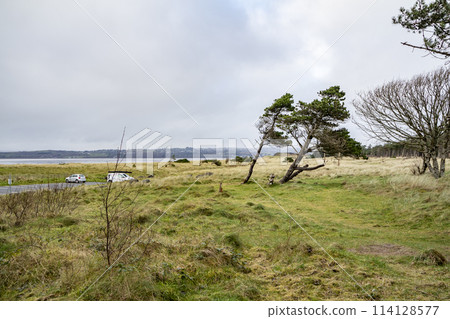 The forest at Murvagh in County Donegal, Ireland 114128577