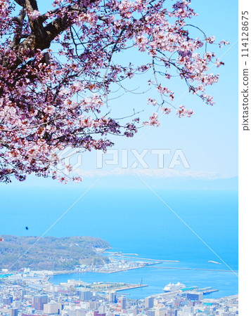 Spectacular view of Hokkaido Otaru Tenguyama Observatory Tengu Sakura Spectacular view of Hokkaido Otaru Tenguyama Observatory Tengu Sakura 114128675