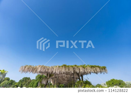 Pale red wisteria flowers blooming in early summer, Usubenibashi Bridge, Ashikaga Flower Park, Ashikaga City, Tochigi Prefecture 114128822
