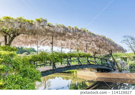 Pale red wisteria flowers blooming in early summer, Usubenibashi Bridge, Ashikaga Flower Park, Ashikaga City, Tochigi Prefecture Pale red wisteria flowers blooming in early summer, Usubenibashi Bridge, Ashikaga Flower Park, Ashikaga City, Tochigi Prefecture 114128827