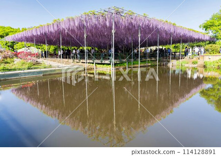 初夏綻放的大紫藤花 足利花卉公園 栃木縣足利市 初夏綻放的大紫藤花 足利花卉公園 栃木縣足利市 114128891