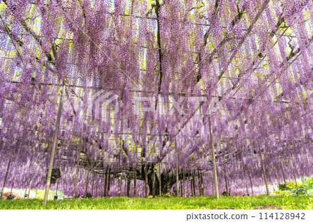 初夏綻放的大紫藤花 足利花卉公園 栃木縣足利市 114128942
