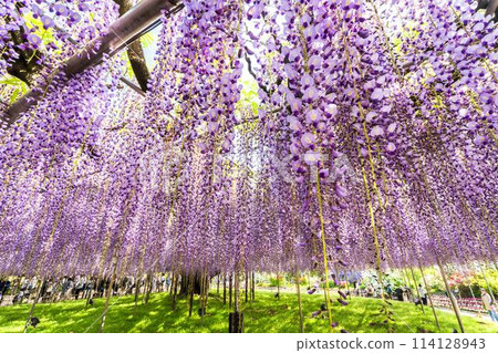 Large wisteria flowers blooming in early summer at Ashikaga Flower Park in Ashikaga City, Tochigi Prefecture 114128943