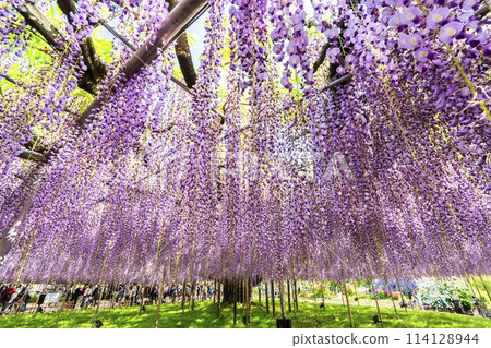 初夏綻放的大紫藤花 足利花卉公園 栃木縣足利市 114128944