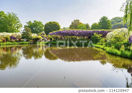 Large wisteria flowers blooming in early summer at Ashikaga Flower Park in Ashikaga City, Tochigi Prefecture 114128947