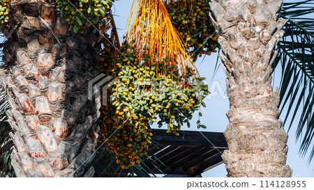Palm tree with green leaves and yellow fruit hanging from it. The fruit is ripe and ready to be picked Palm tree with green leaves and yellow fruit hanging from it. The fruit is ripe and ready to be picked 114128955