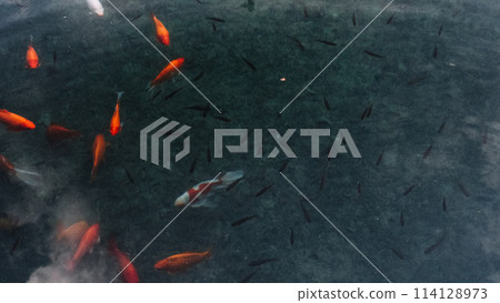 A group of fish swimming in a pond. The fish are of different colors and sizes. The pond is green and the fish are scattered throughout the water 114128973