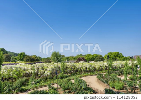 White wisteria flowers blooming in early summer at Ashikaga Flower Park in Ashikaga City, Tochigi Prefecture 114129052