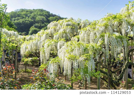 初夏的白紫藤花盛開 足利花卉公園 栃木縣足利市 114129053