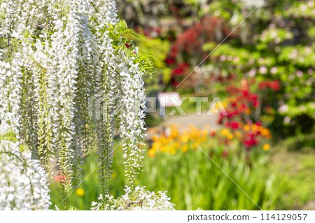 White wisteria flowers blooming in early summer at Ashikaga Flower Park in Ashikaga City, Tochigi Prefecture White wisteria flowers blooming in early summer at Ashikaga Flower Park in Ashikaga City, Tochigi Prefecture 114129057