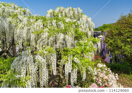 初夏的白紫藤花盛開 足利花卉公園 栃木縣足利市 114129060