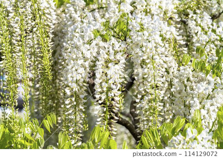 初夏的白紫藤花盛開 足利花卉公園 栃木縣足利市 初夏的白紫藤花盛開 足利花卉公園 栃木縣足利市 114129072