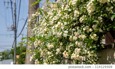 White Banksweet Roses in full bloom in a residential area garden 114129309